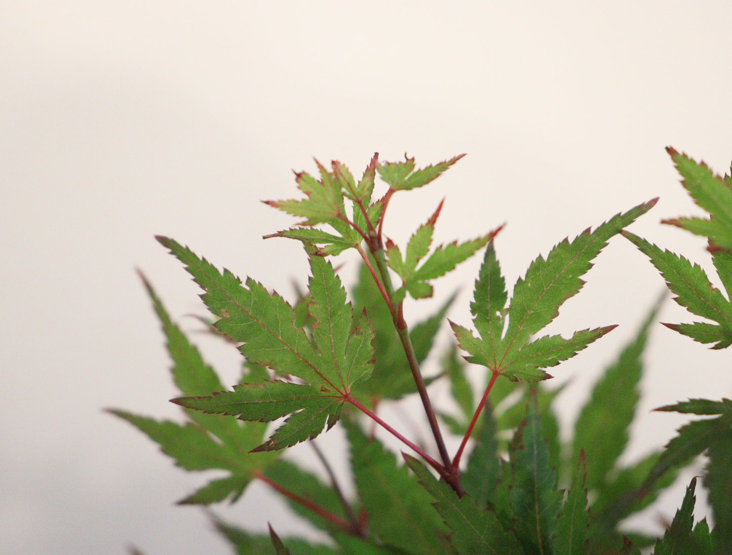 Acer palmatum Kuro hime