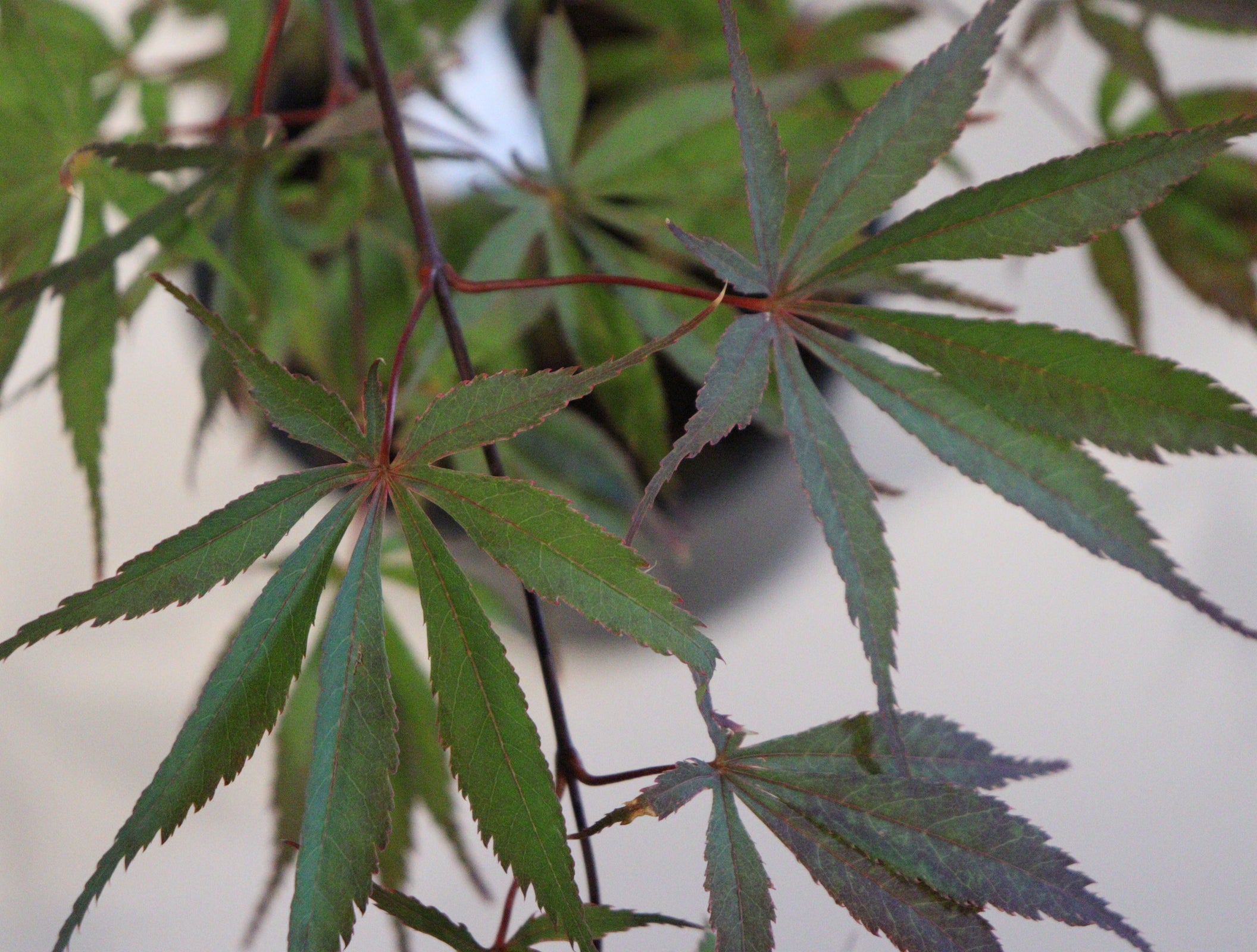 apanese Maple Toronto | Rare & Premium Maple Trees GTA | Z Force