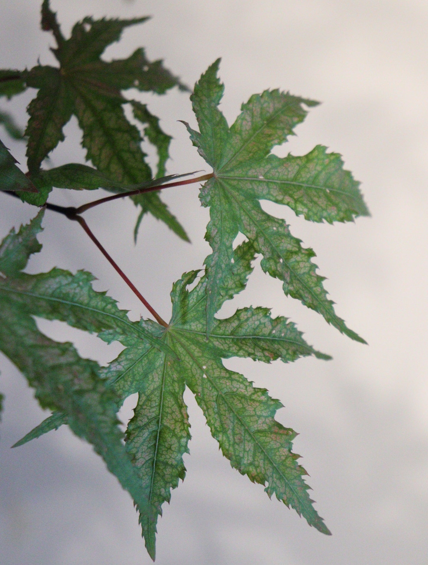 Acer palmatum Nebula