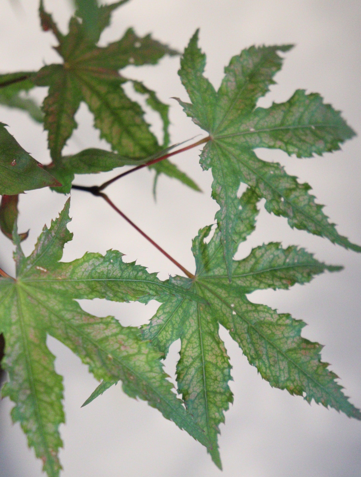 Acer palmatum Nebula