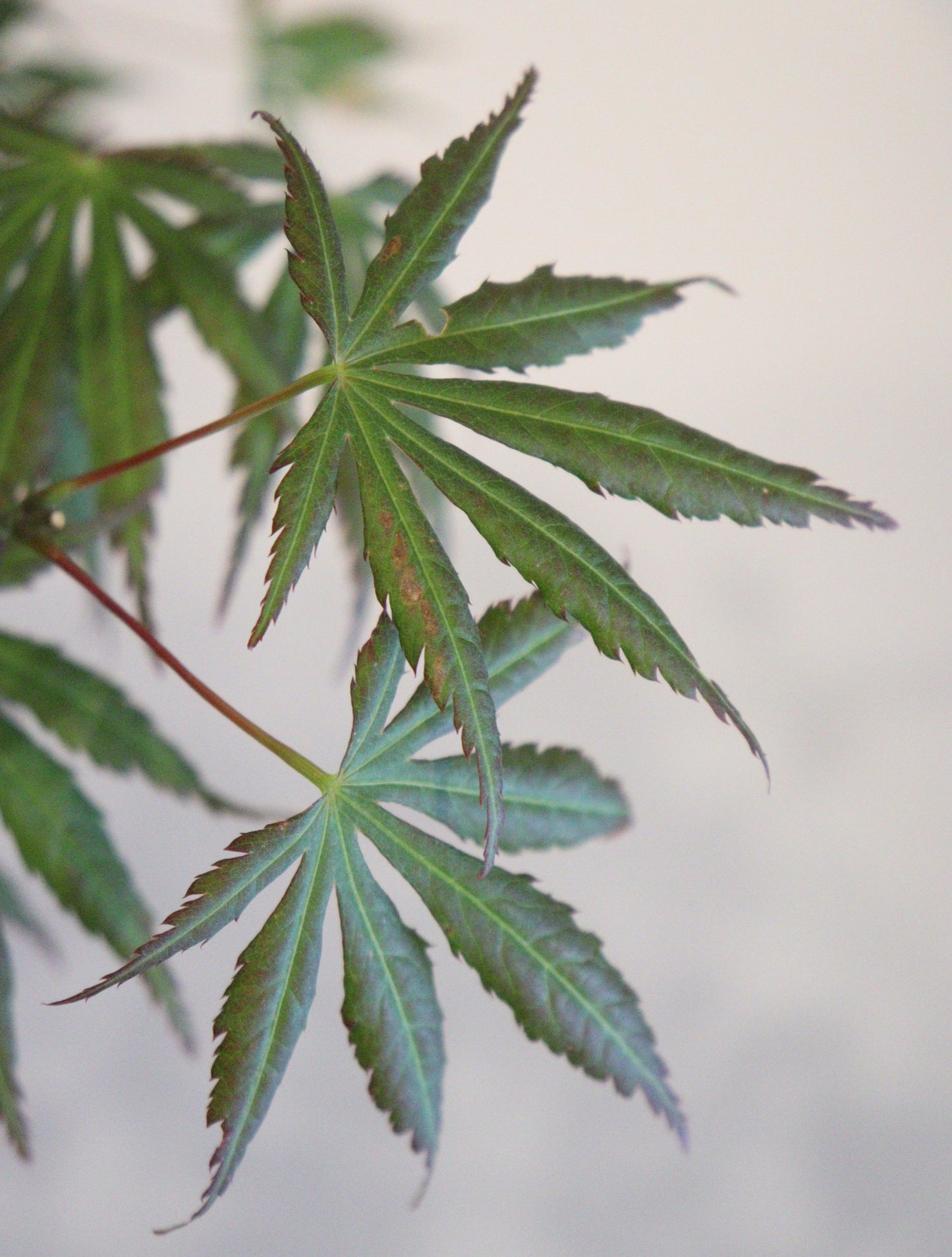 Acer shirasawanum Bronze Age