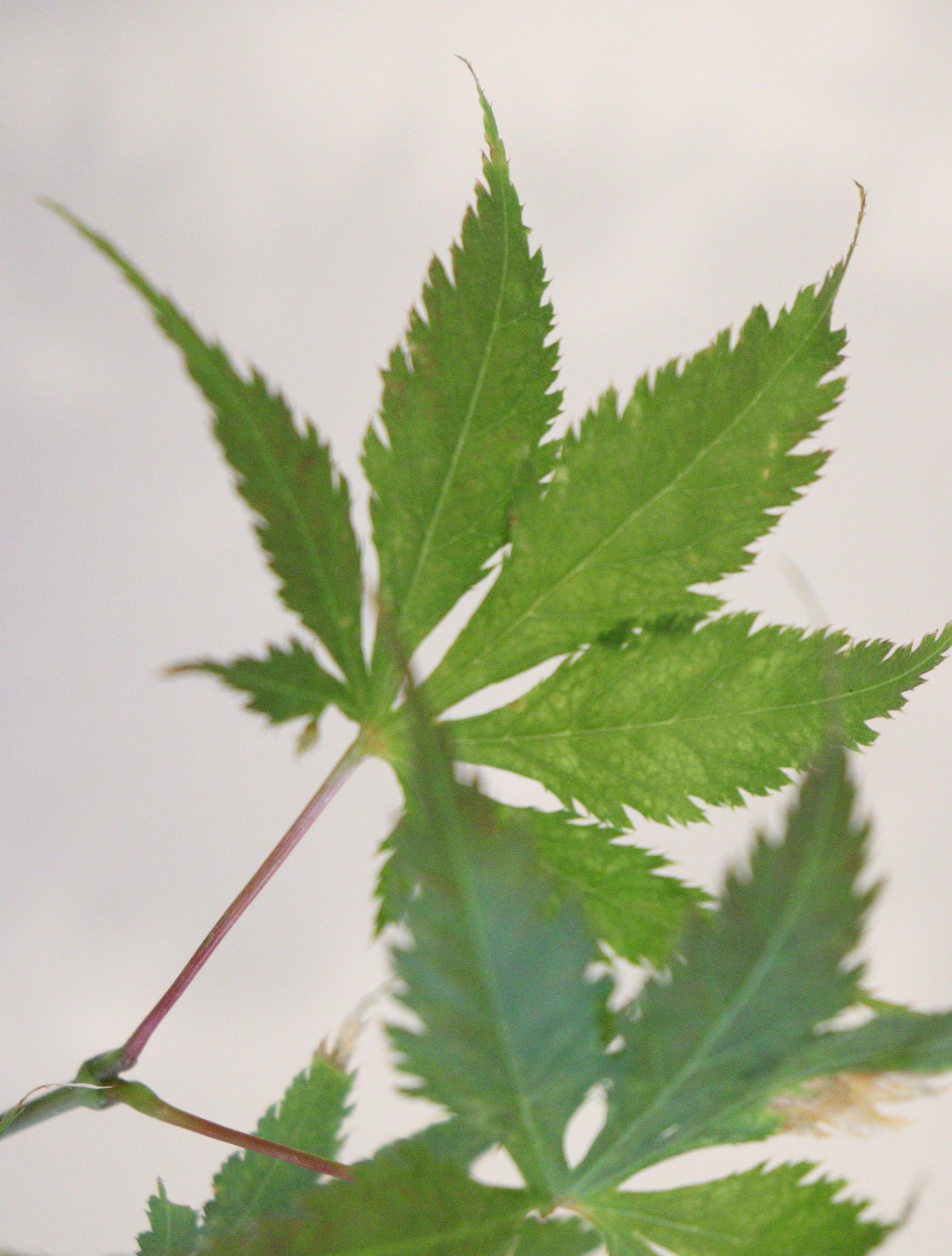 Specialty Japanese Maple – Page 3 – zforcefarm