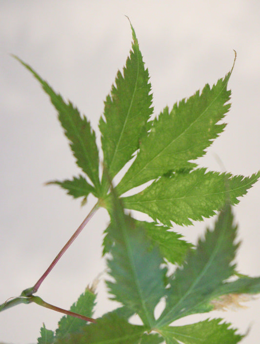 Acer palmatum Koyuki