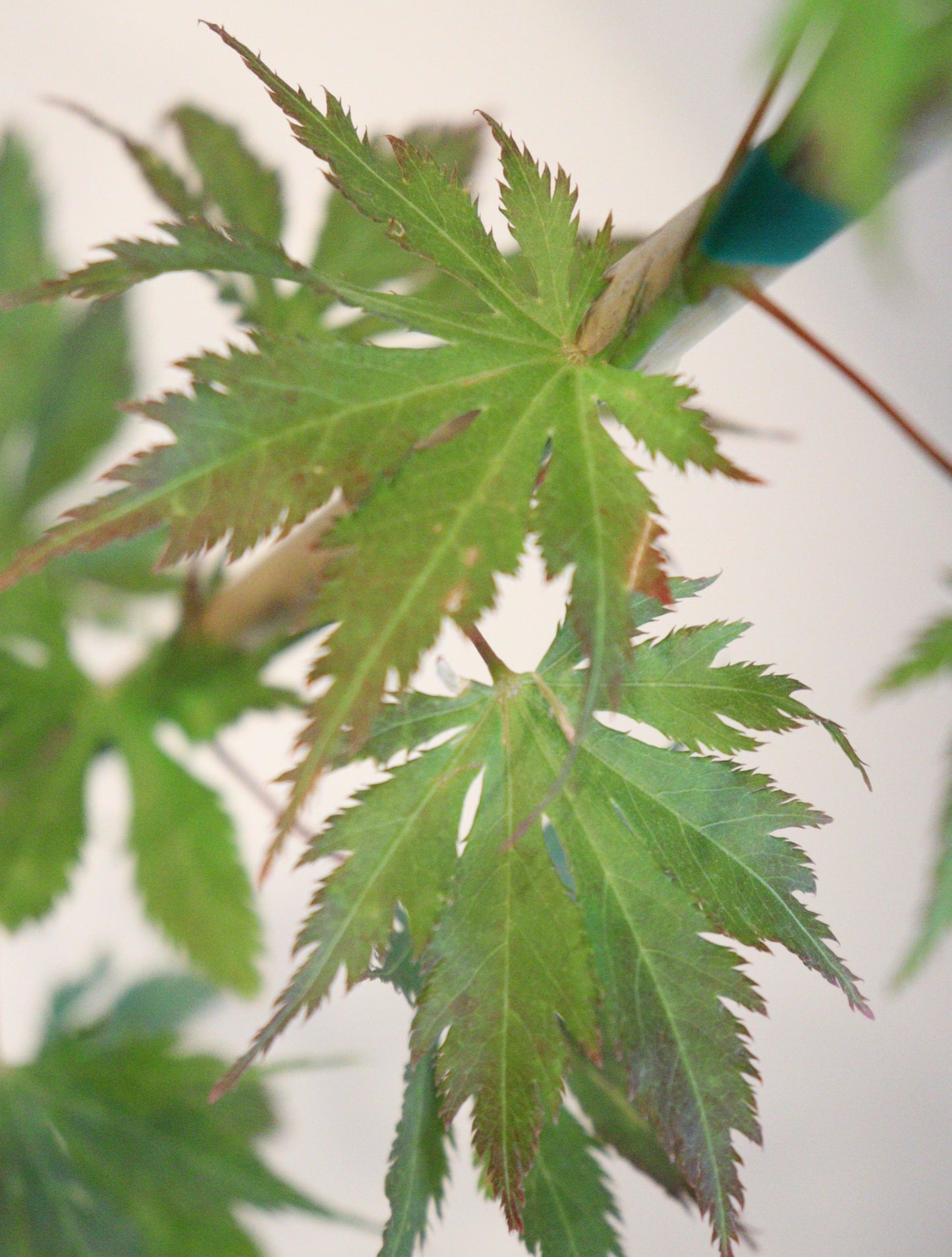 Acer palmatum Koyuki
