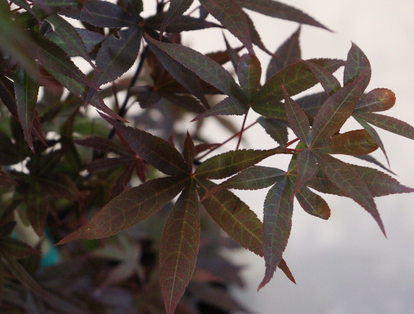 Acer Shirasawanum Twombly's Red Sentinel'