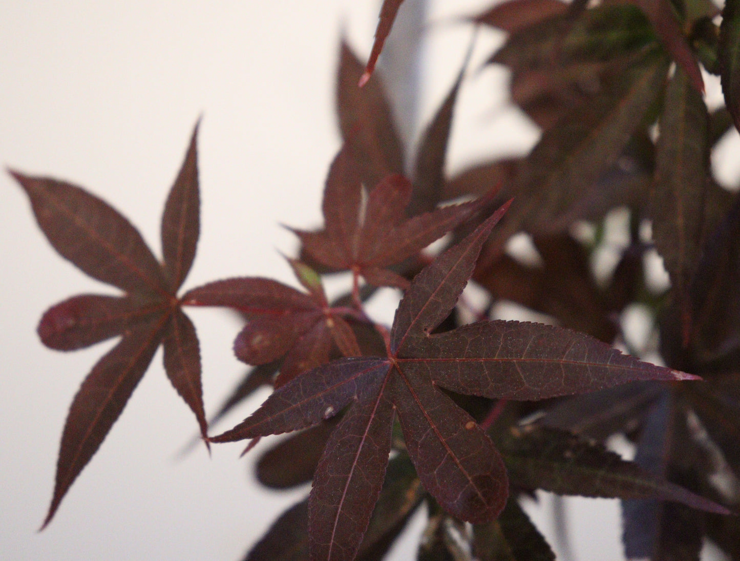 Acer Shirasawanum Twombly's Red Sentinel'