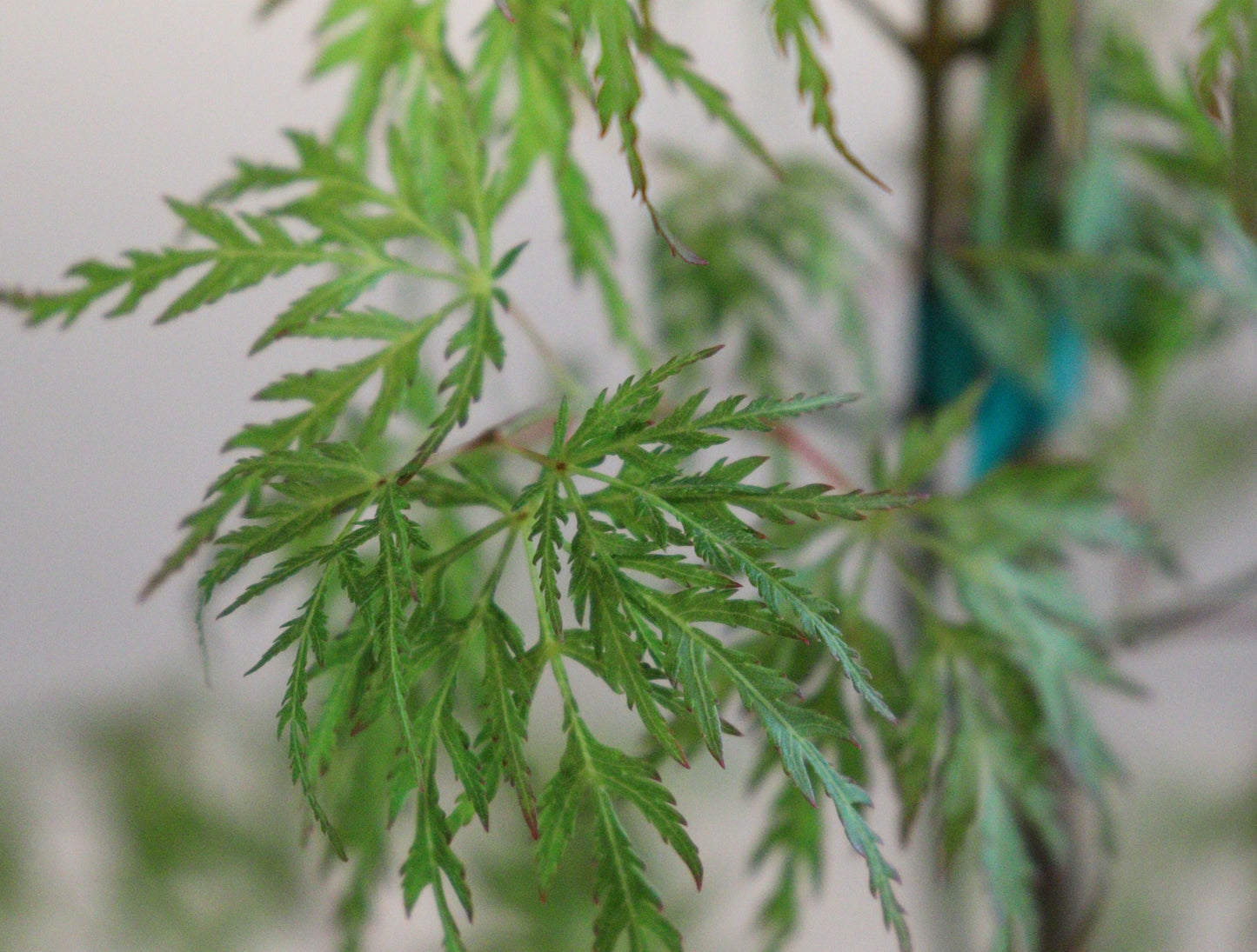 Acer Palmatum Seiryu