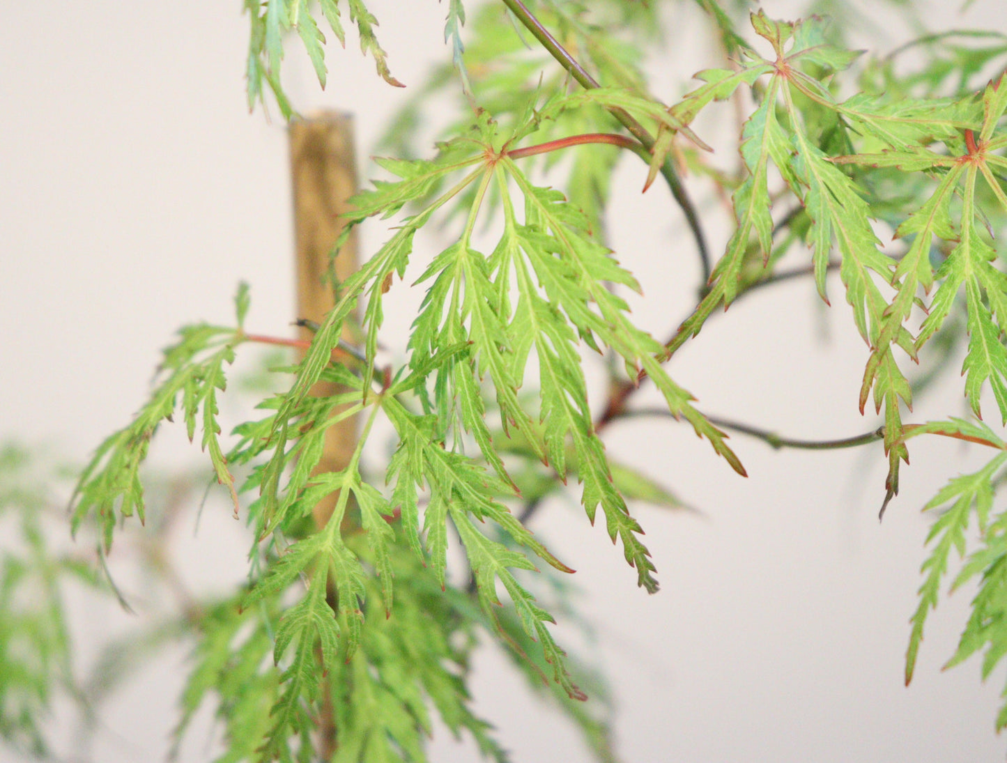 Acer Palmatum Seiryu