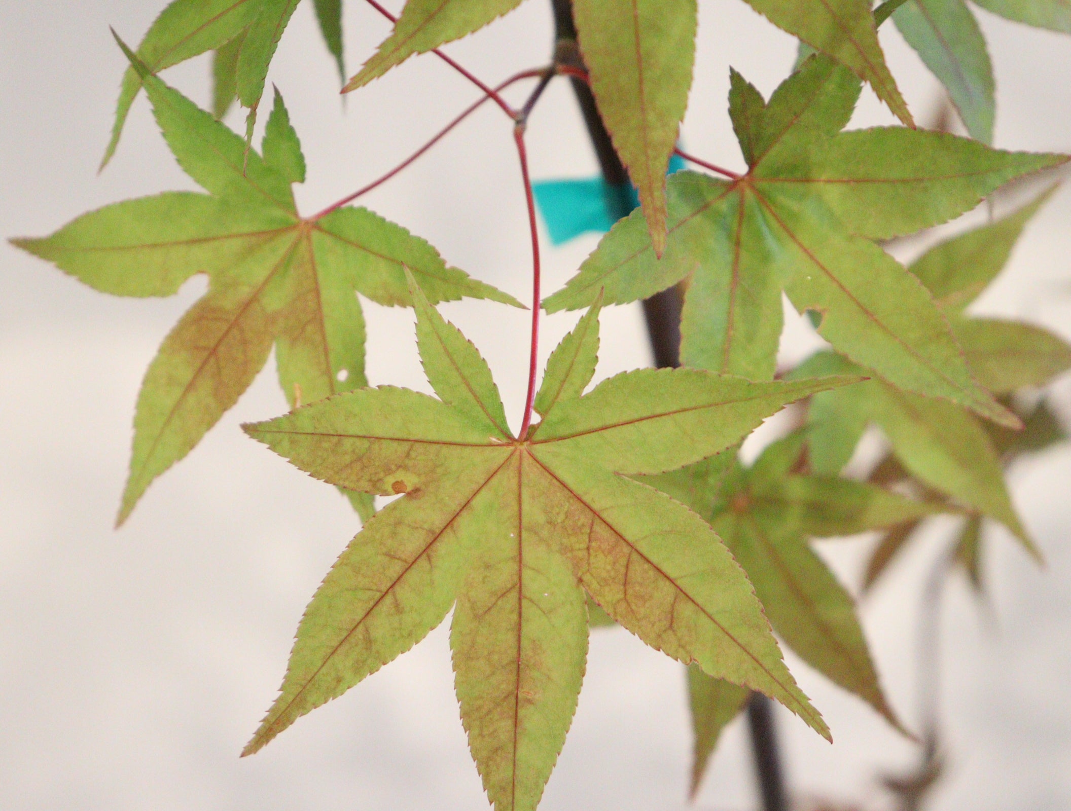 Specialty Japanese Maple – Page 2 – zforcefarm