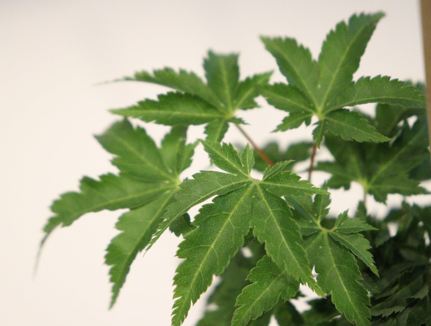 Acer Palmatum Shishigashira