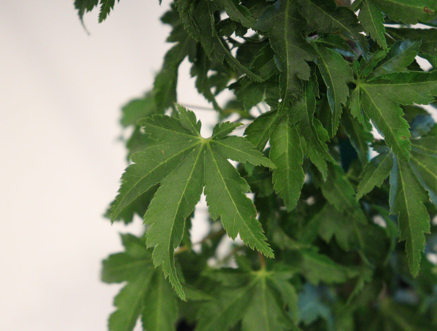 Acer Palmatum Shishigashira