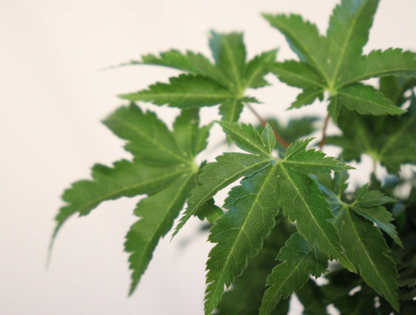 Acer Palmatum Shishigashira