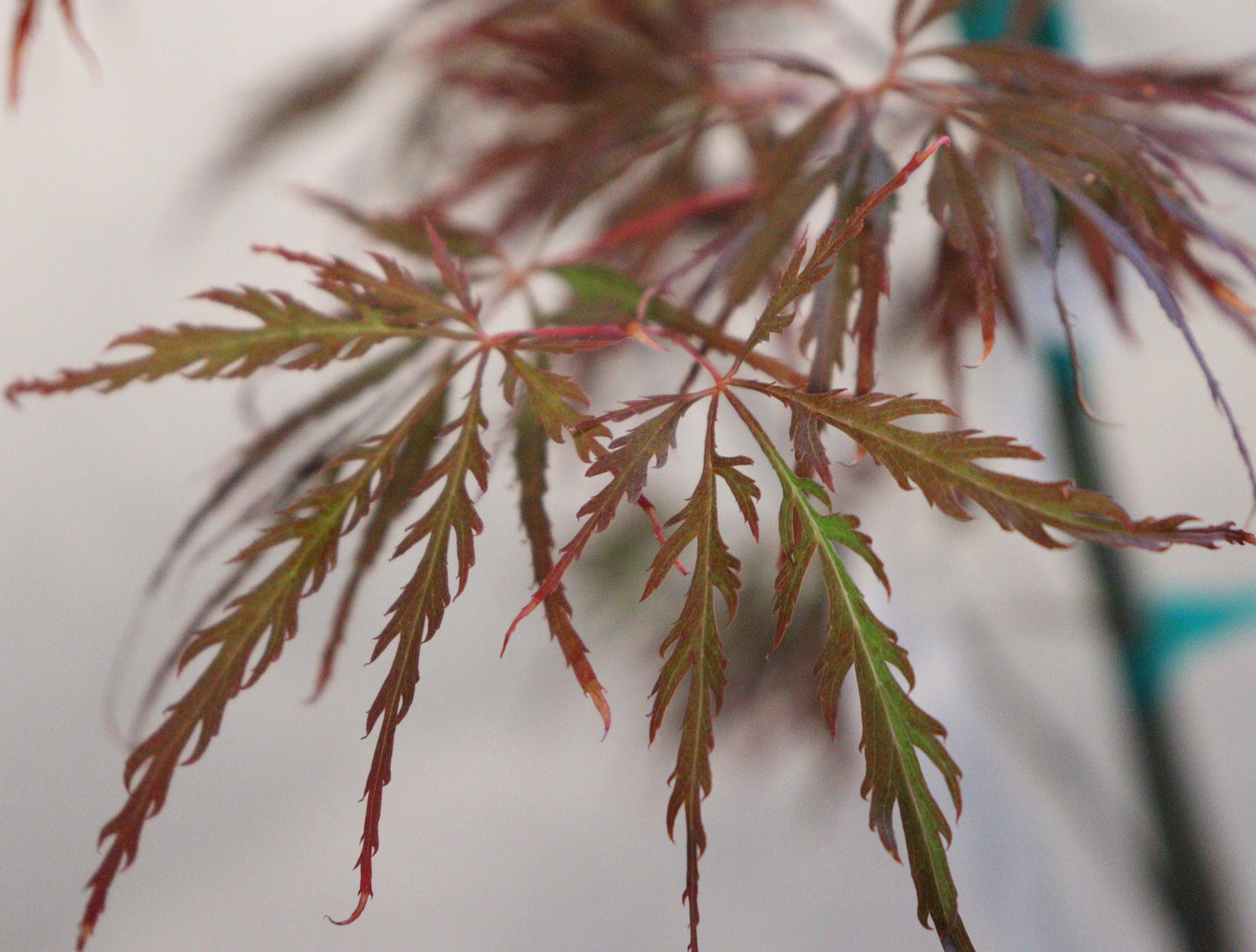 Acer palmatum dissectum Lion Heart