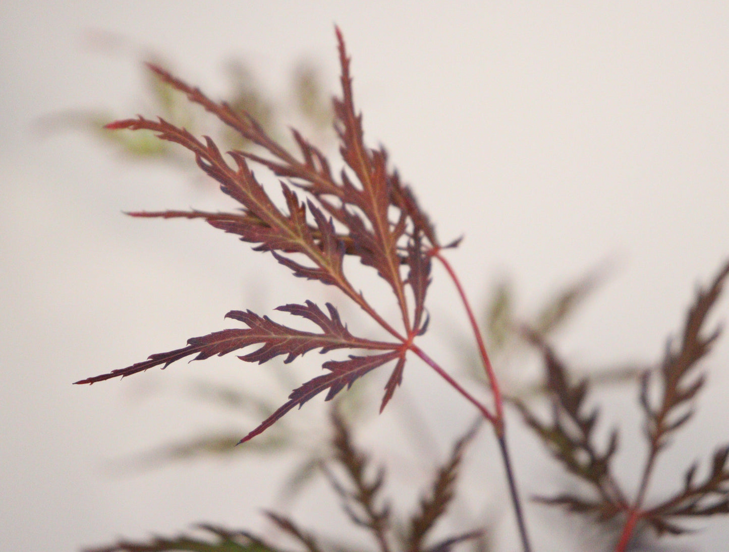 Acer palmatum dissectum Lion Heart