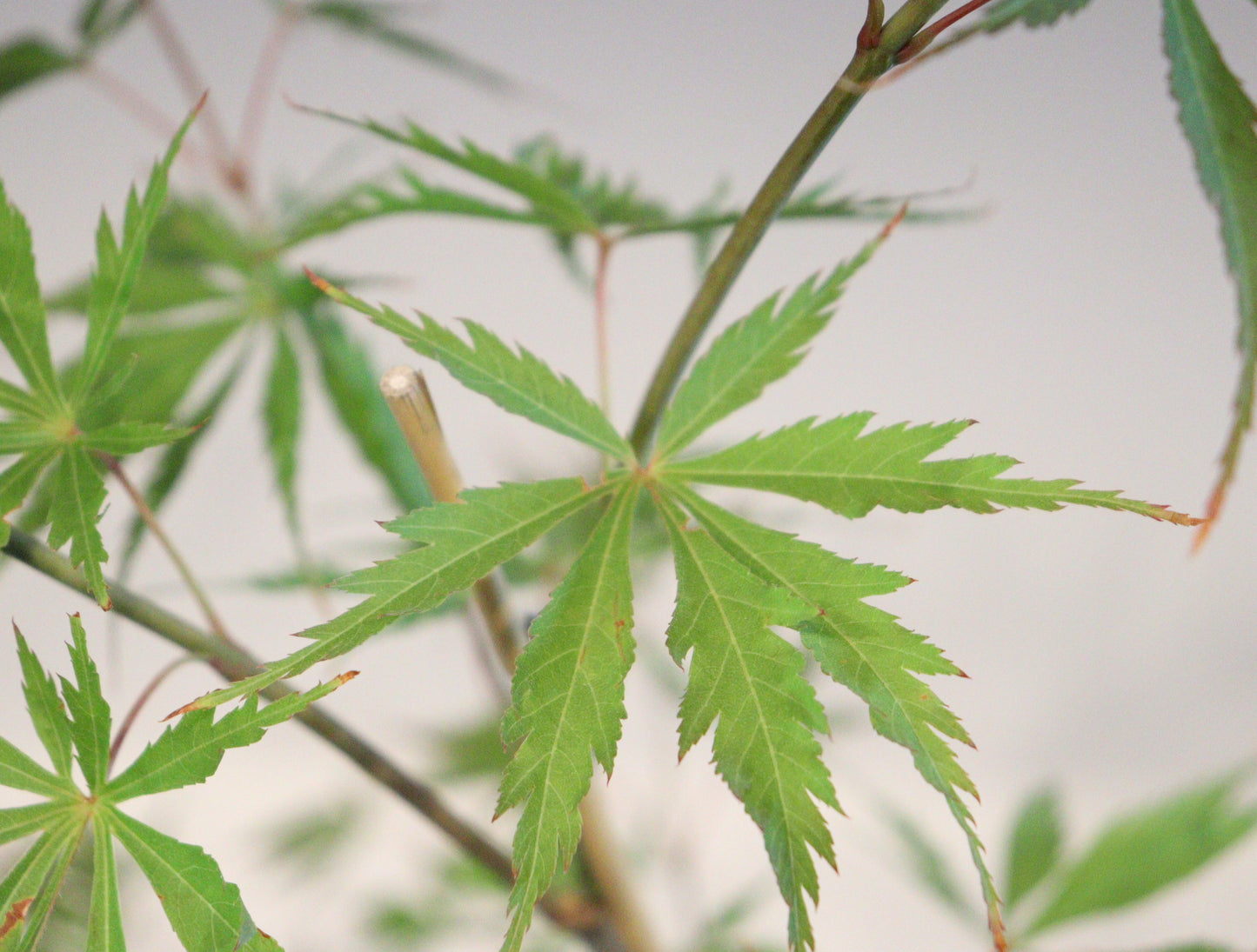 Acer palmatum 'Fascination'