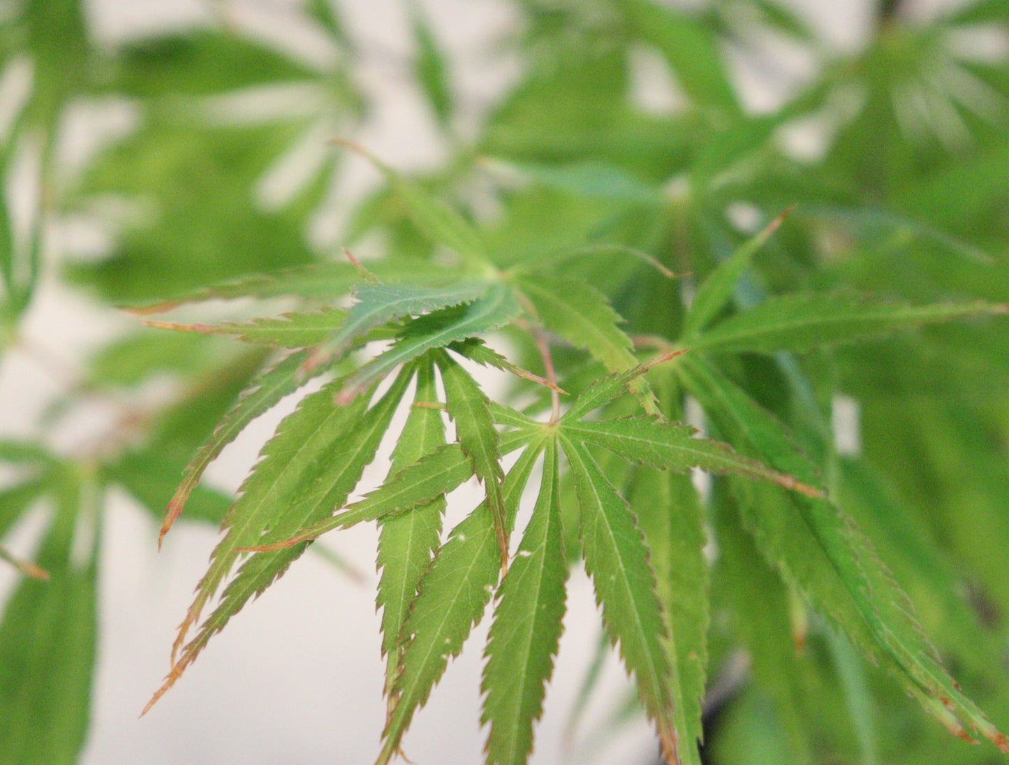 Acer palmatum 'Fascination'