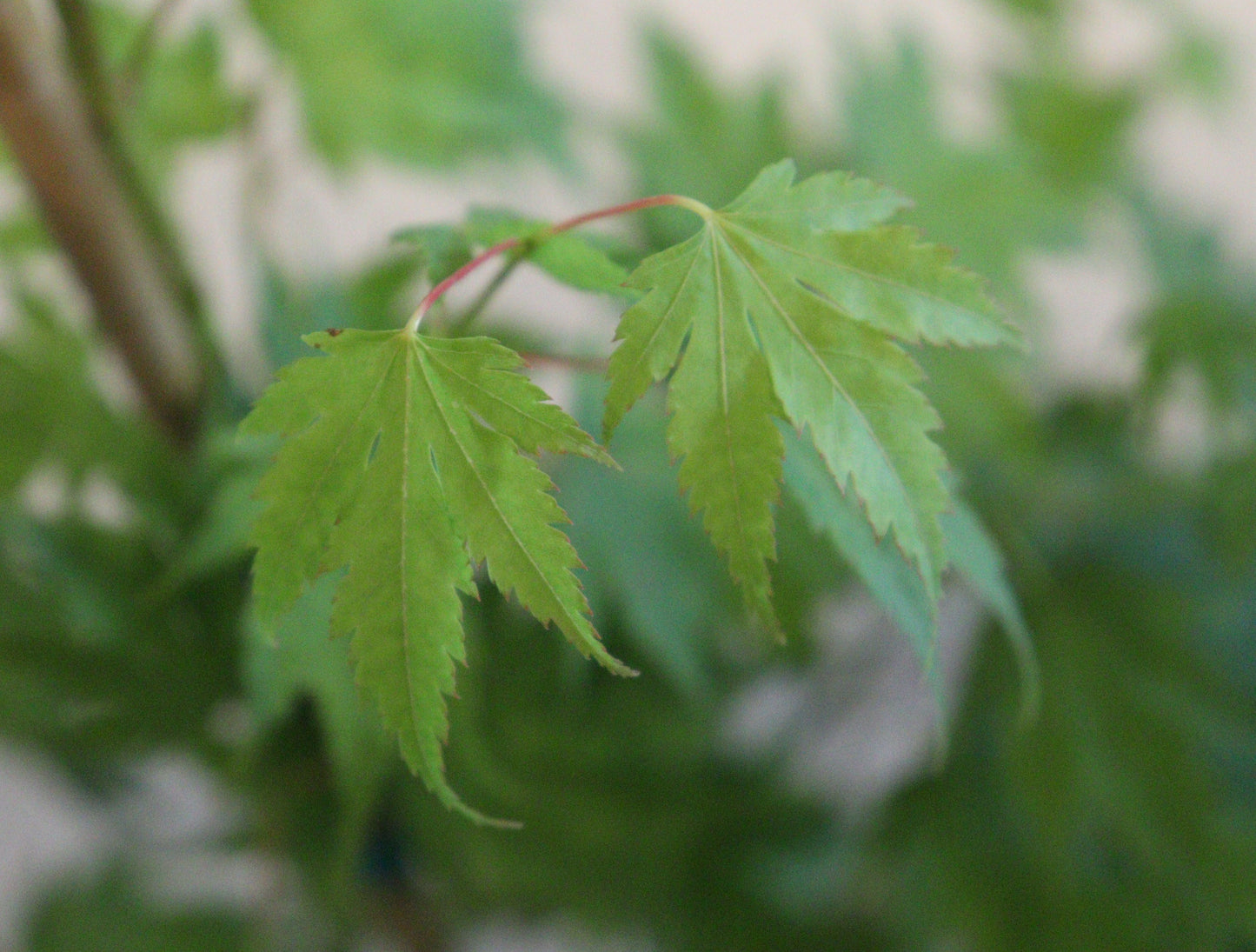 Acer palmatum Mimaye