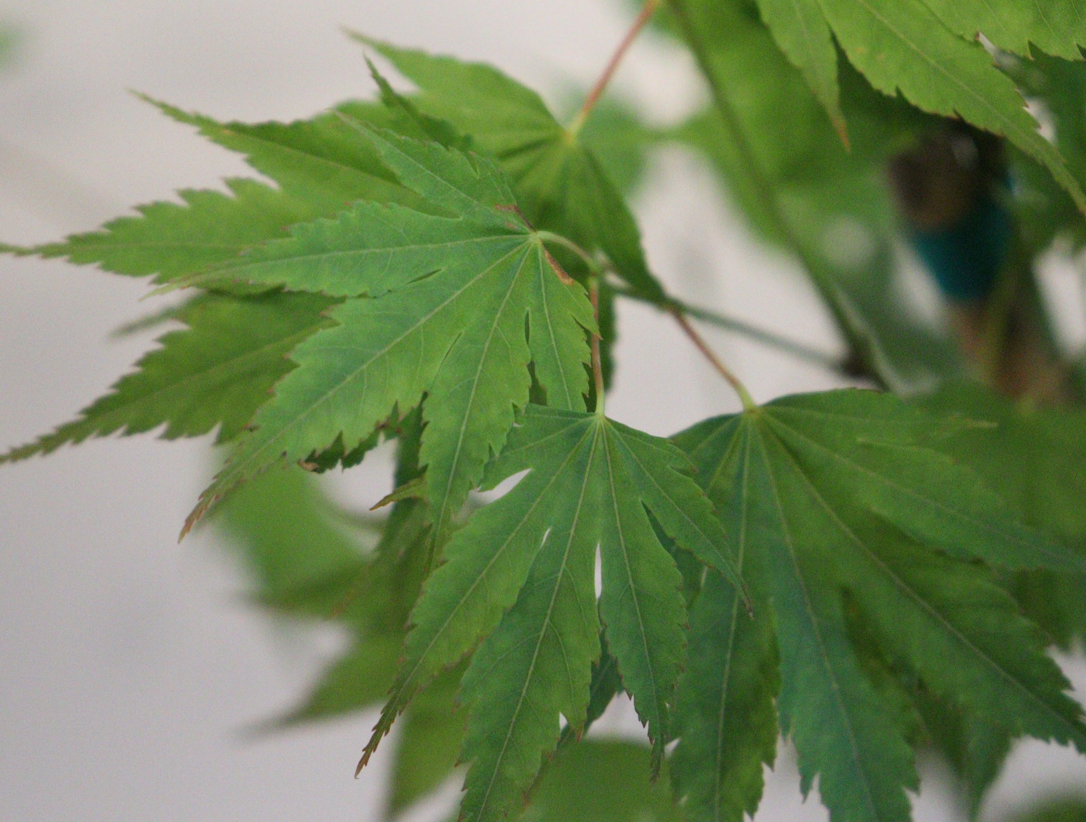 Specialty Japanese Maple – Page 2 – zforcefarm