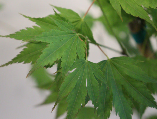 Acer palmatum Mimaye
