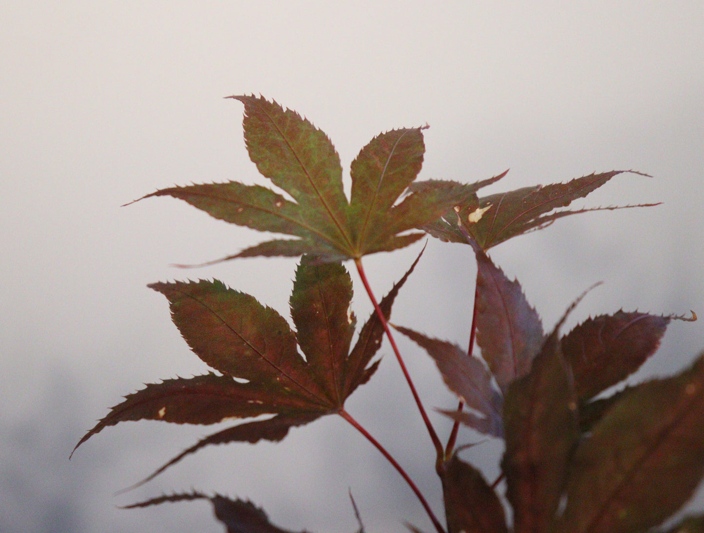 Acer Palmatum Purple Ghost