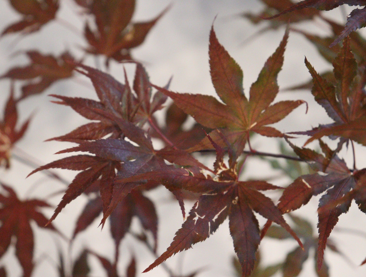 Acer Palmatum Purple Ghost