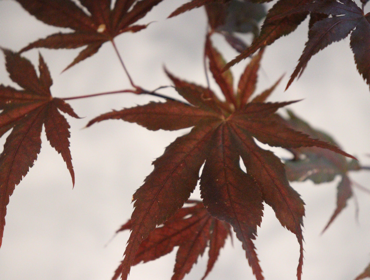 Acer Palmatum Purple Ghost