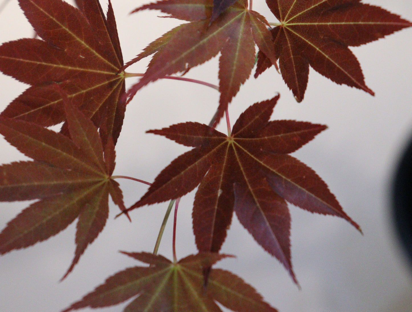 Acer palmatum Umegae