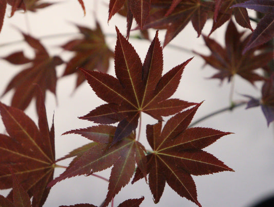 Acer palmatum Umegae