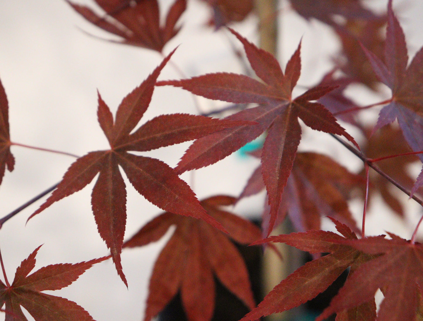 Acer palmatum Moonfire