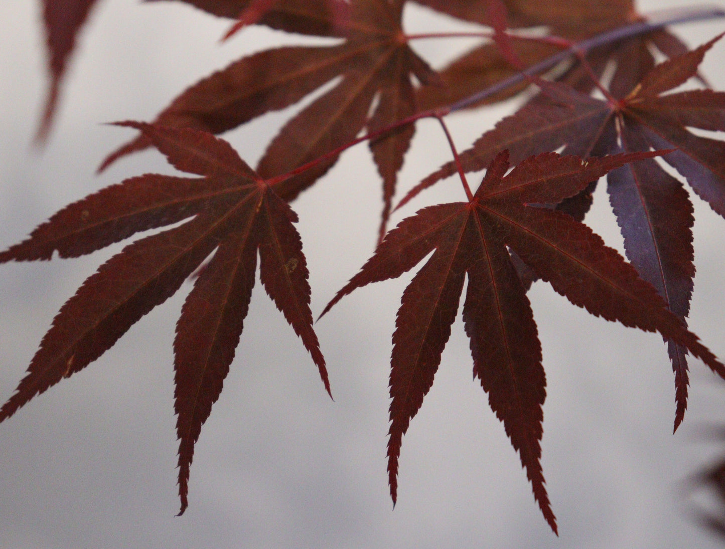 Acer palmatum Moonfire