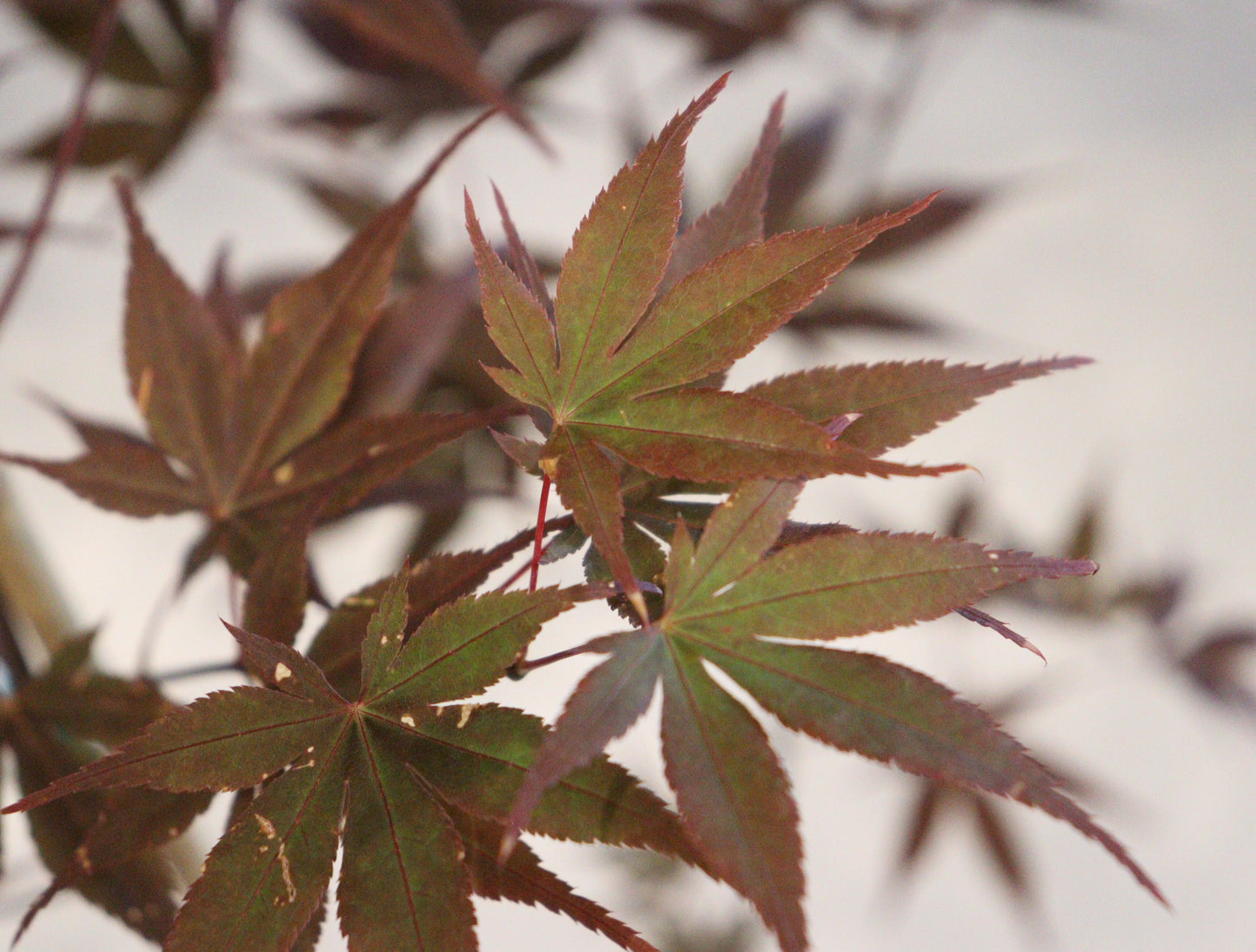 Acer palmatum Ariake nomura