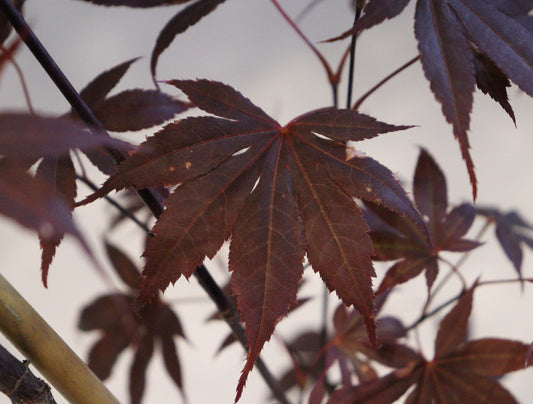 Acer palmatum Shojo