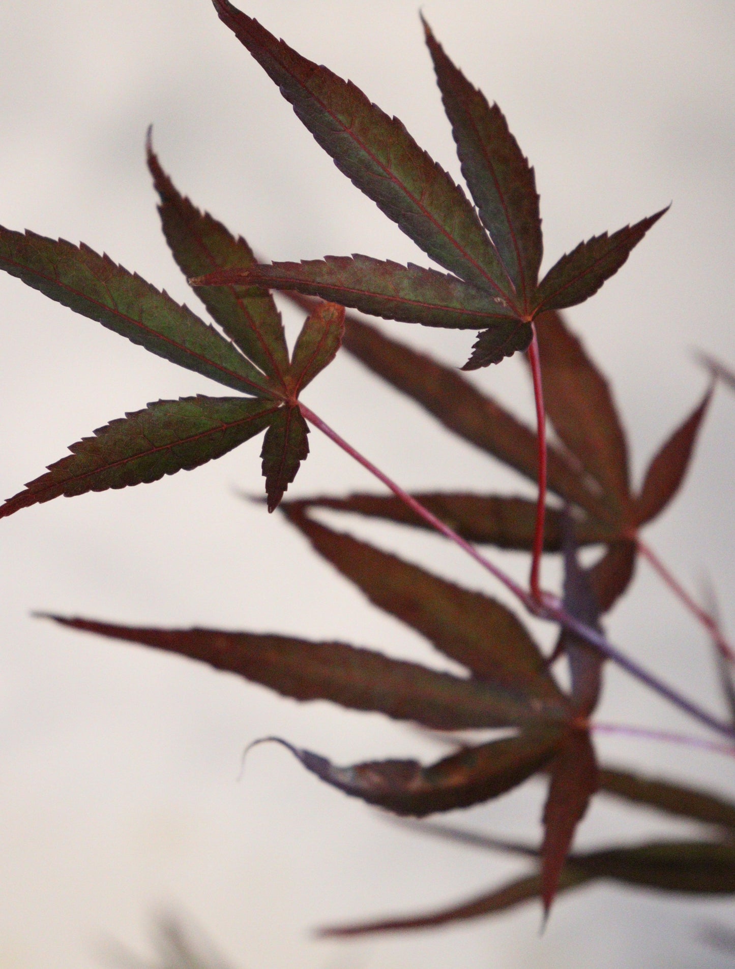 Acer palmatum Aekan ie's