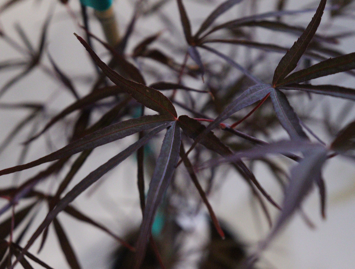 Acer palmatum Aekan ie's