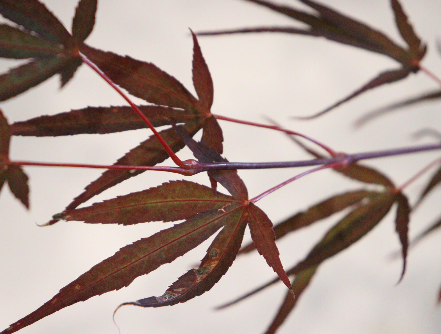 Acer palmatum Aekan ie's