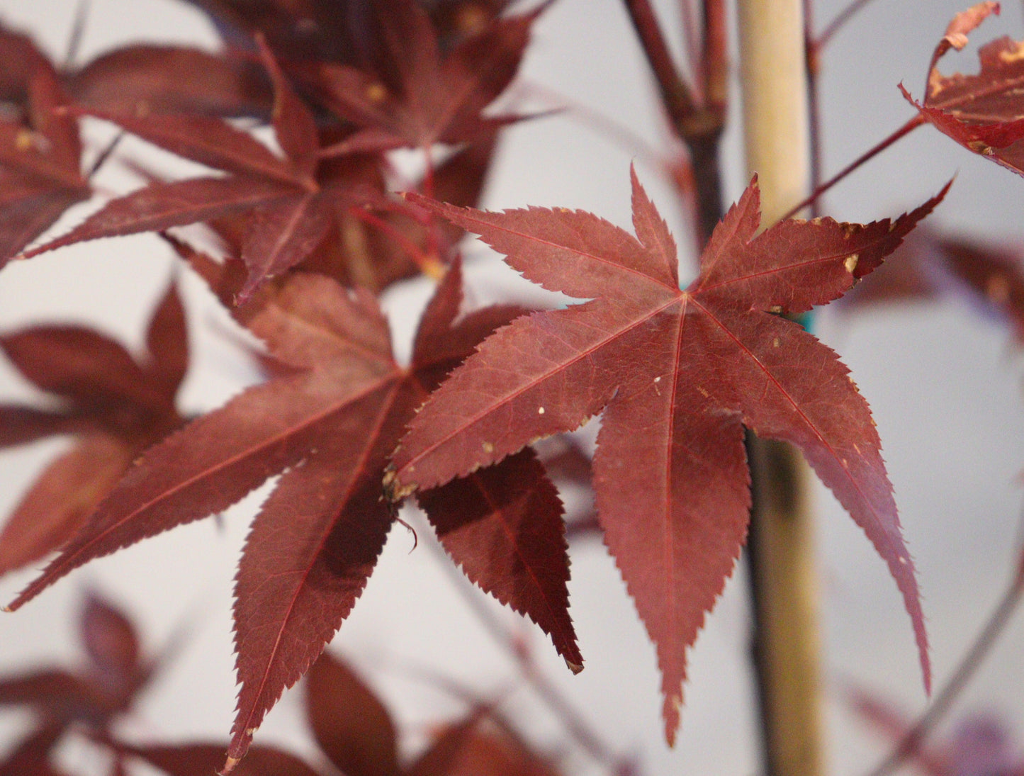 Acer palmatum Red Baron
