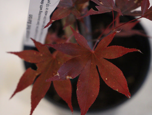 Acer palmatum Red Baron