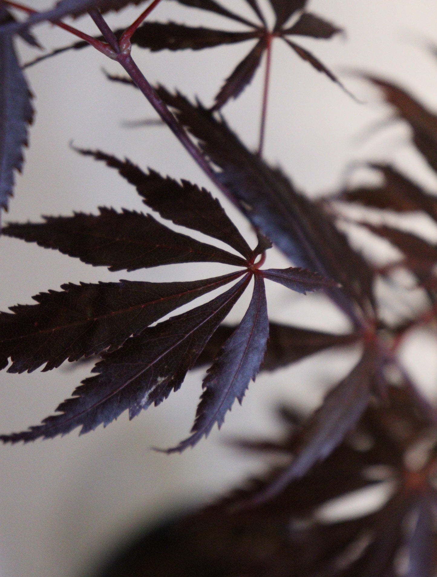 Acer shirasawanum Purple Thunder