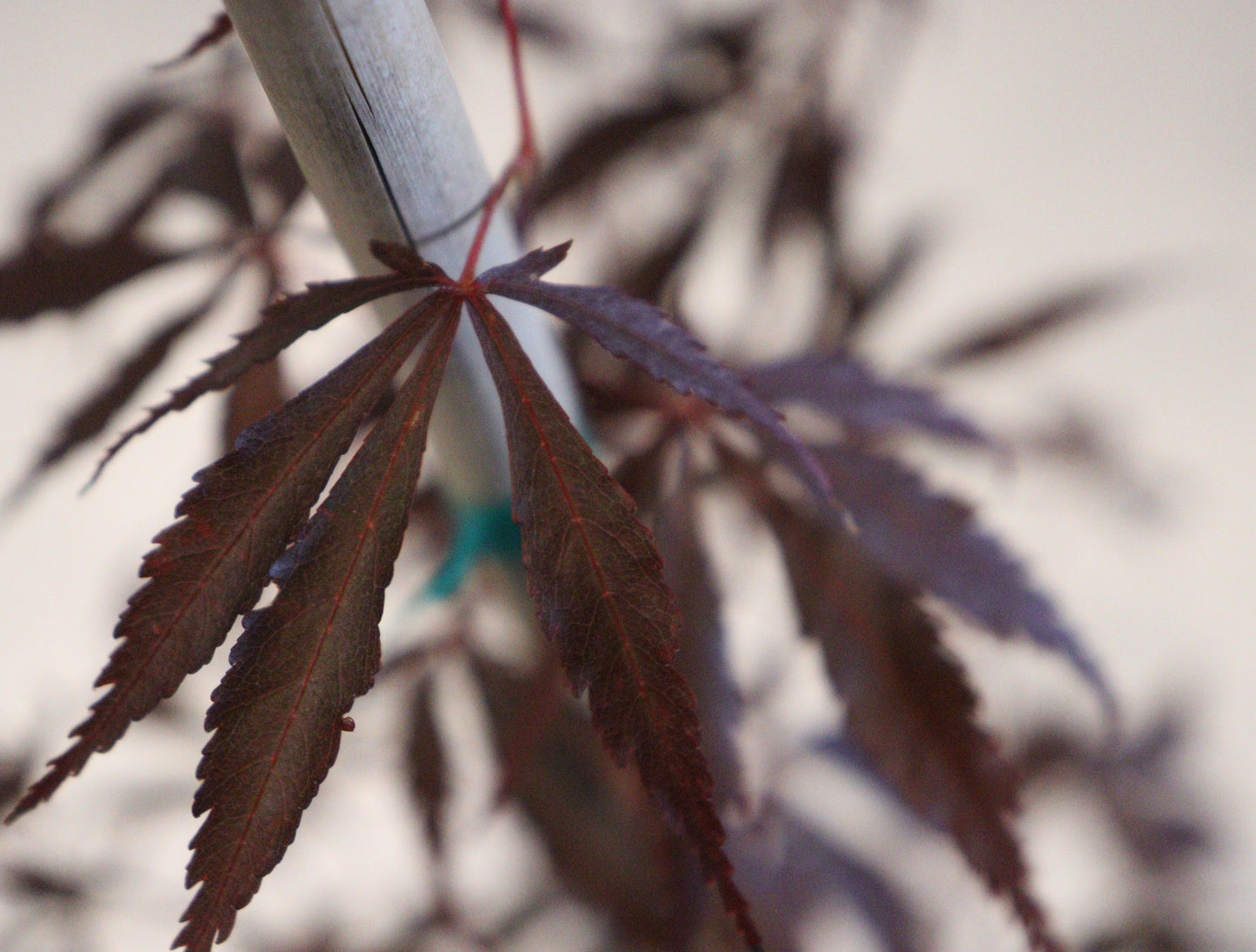 Acer shirasawanum Purple Thunder