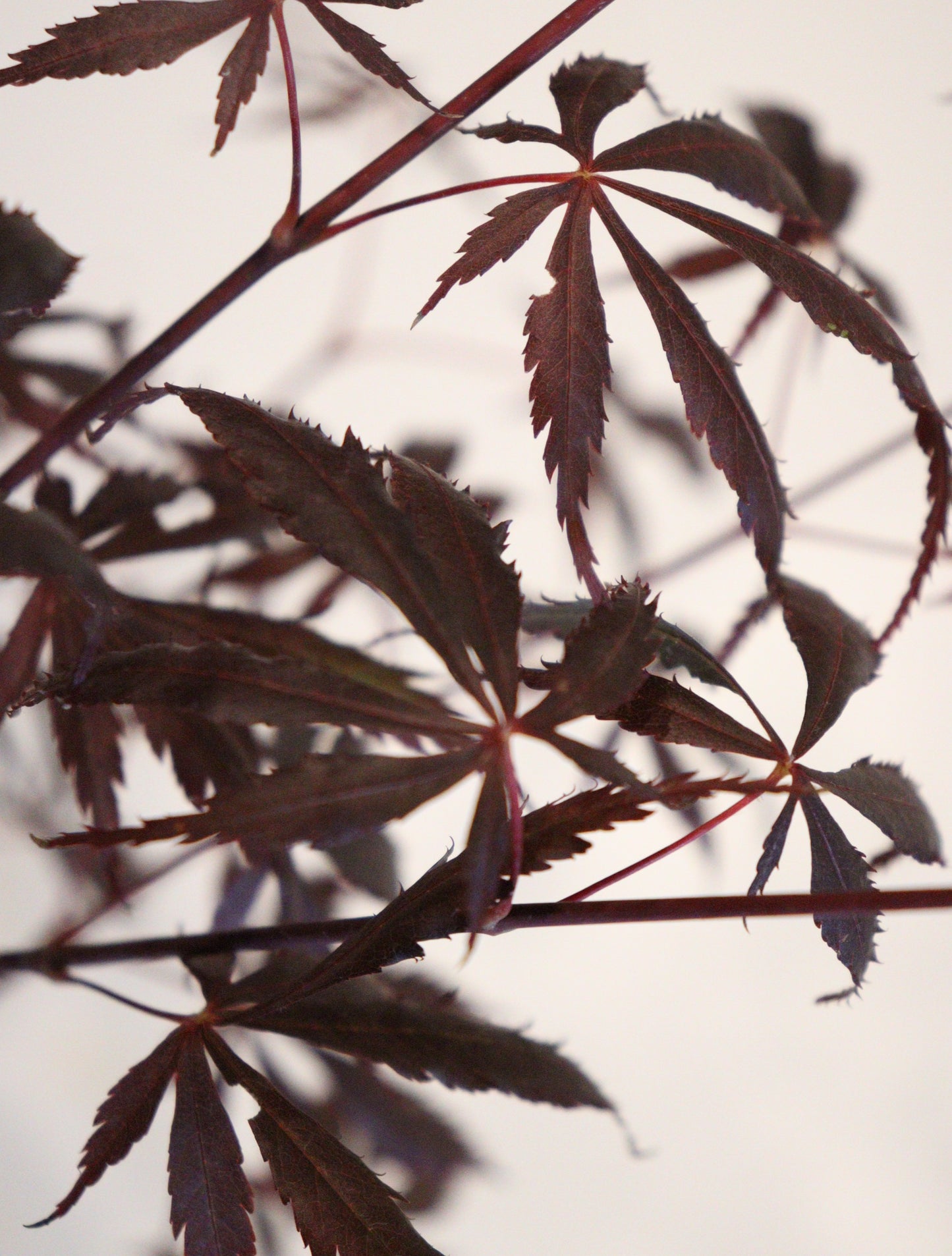 Acer shirasawanum Purple Thunder