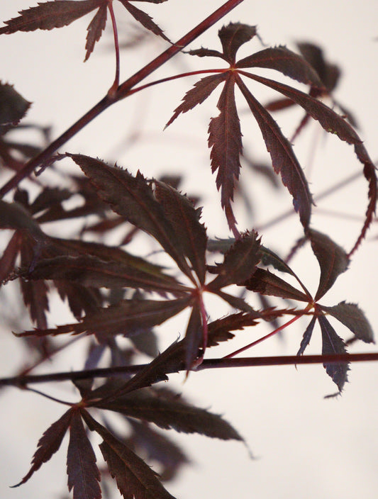 Acer shirasawanum Purple Thunder