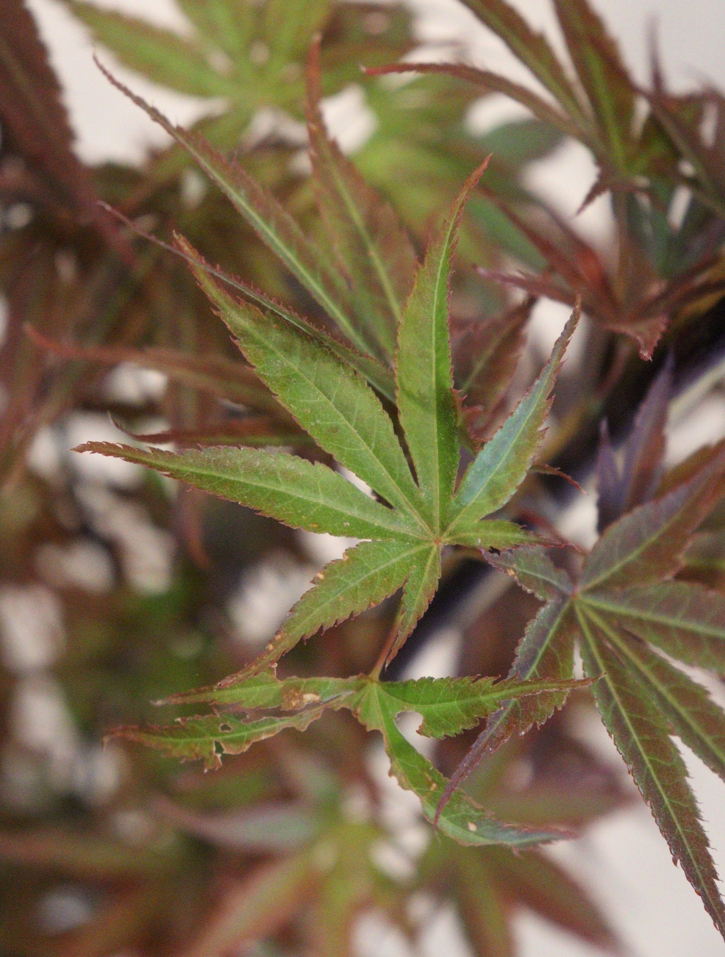 Acer palmatum Pixie