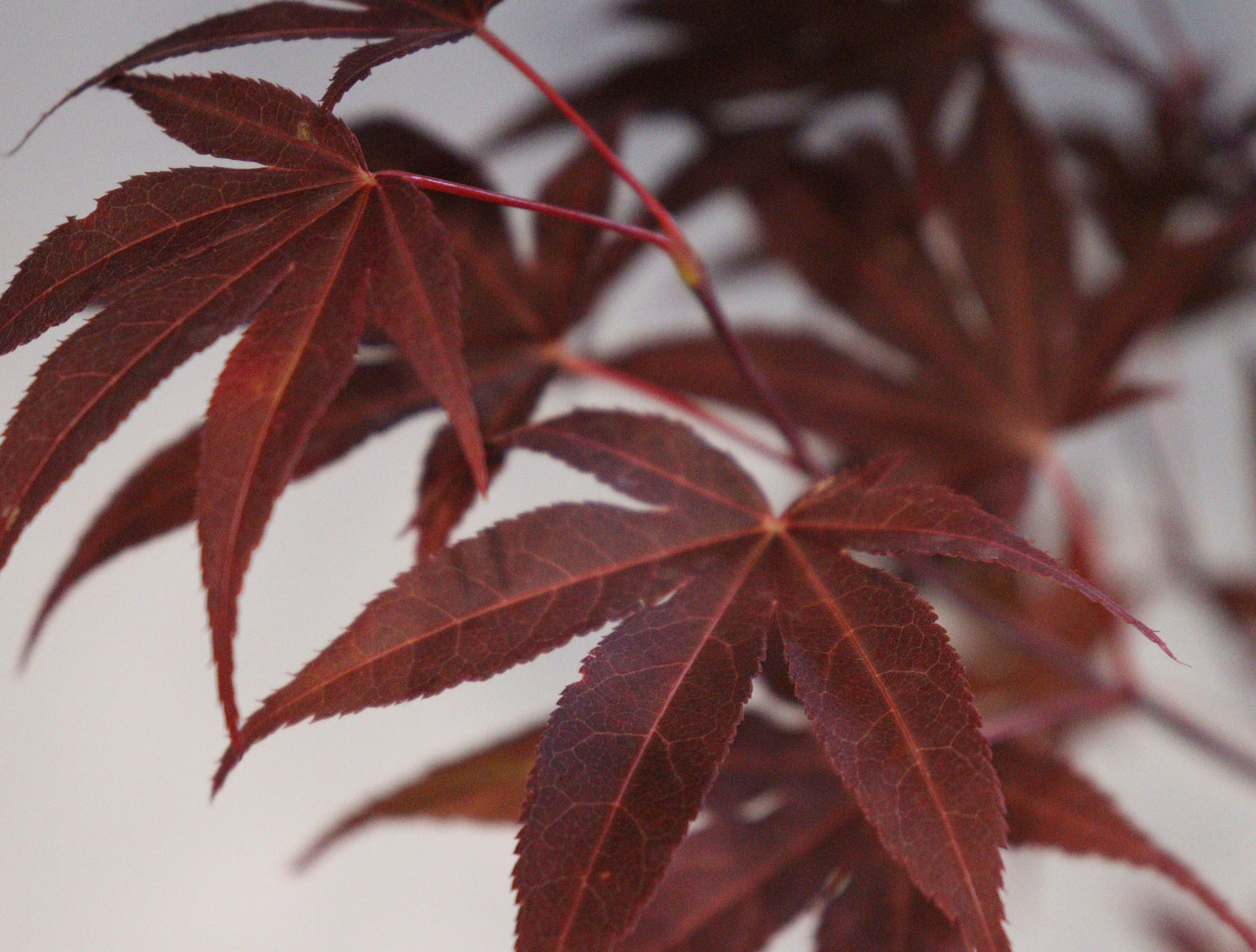 Acer palmatum Yezo nishiki