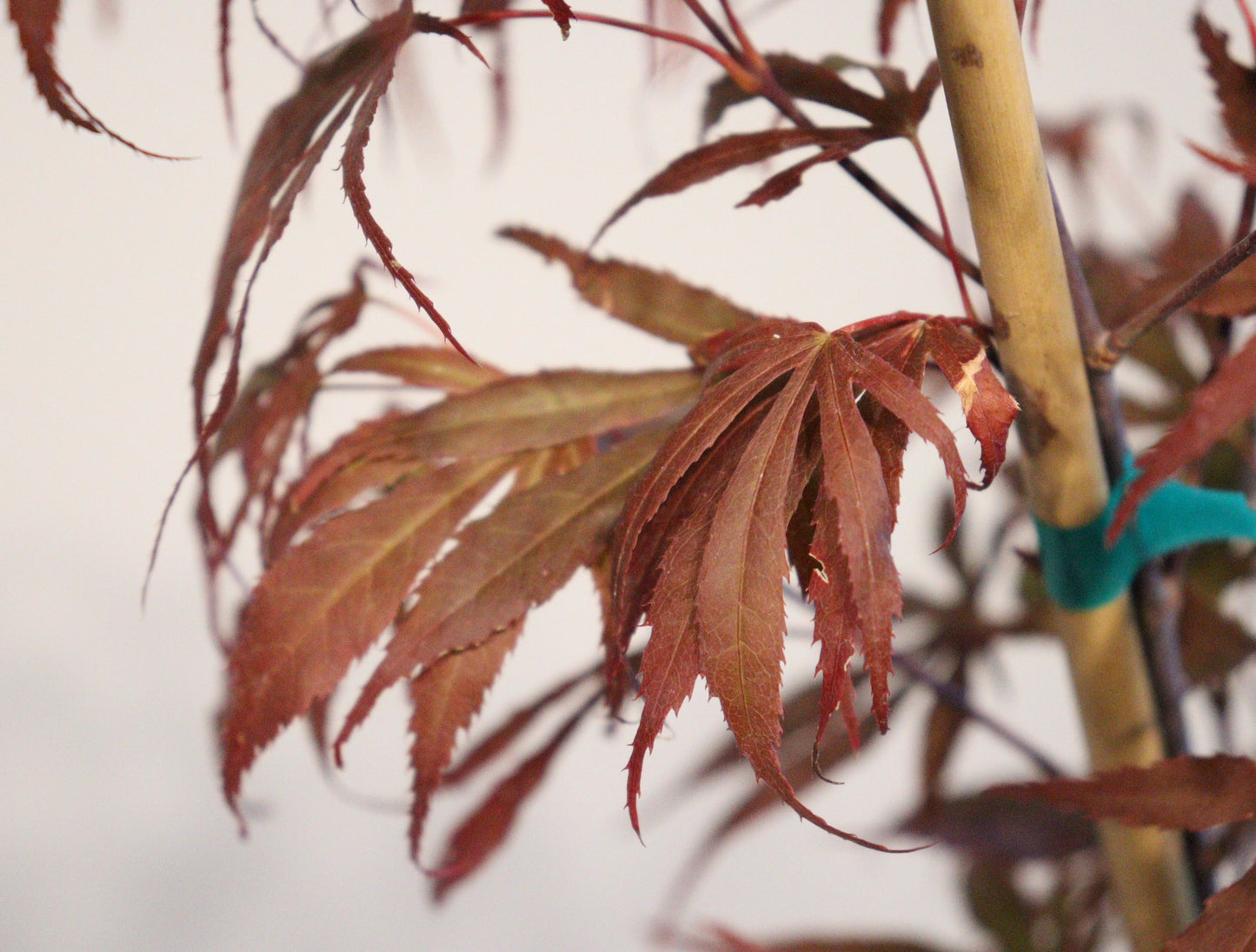 Acer palmatum Oregon Sunset