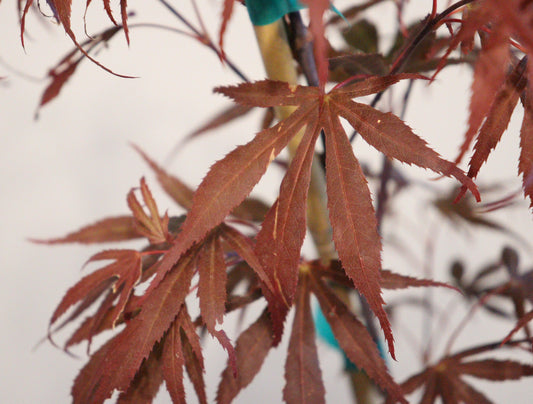 Acer palmatum Oregon Sunset