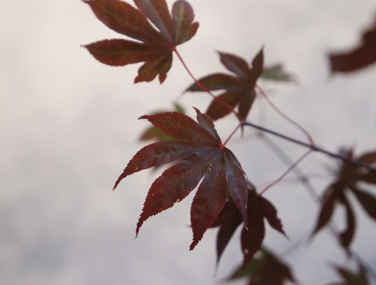 Acer palmatum Adrian's Compact