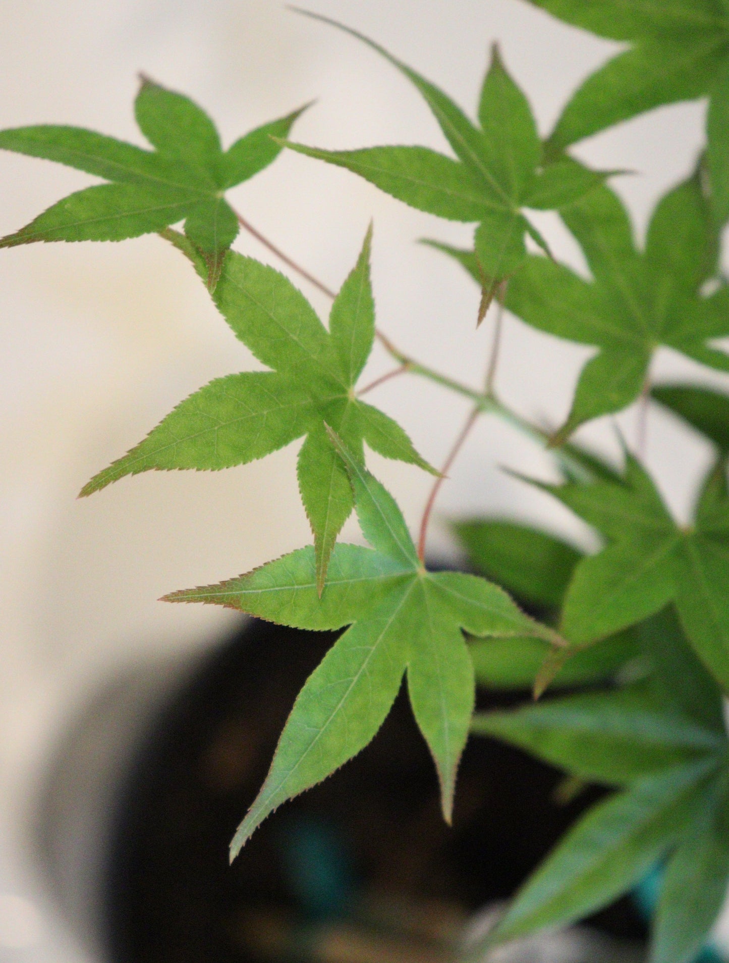 Acer palmatum Tsuma-gaki