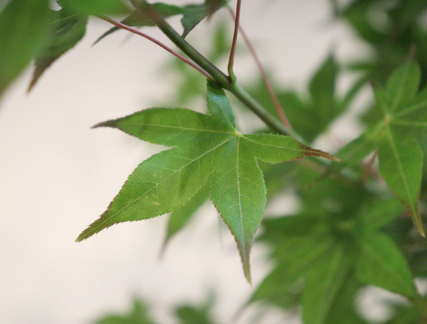Acer palmatum Tsuma-gaki