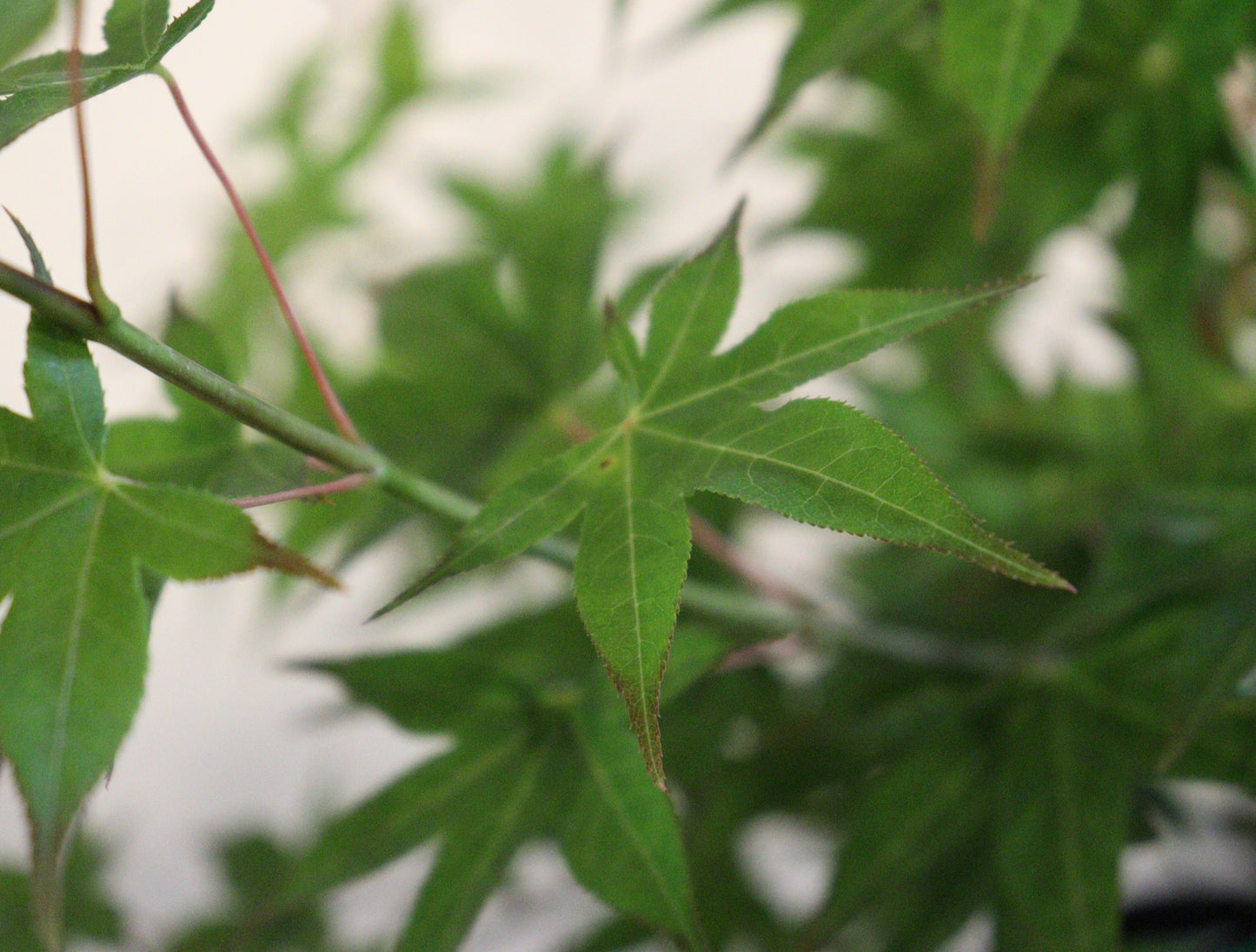 Acer palmatum Tsuma-gaki