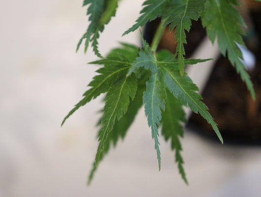 Acer palmatum Chiri Hime